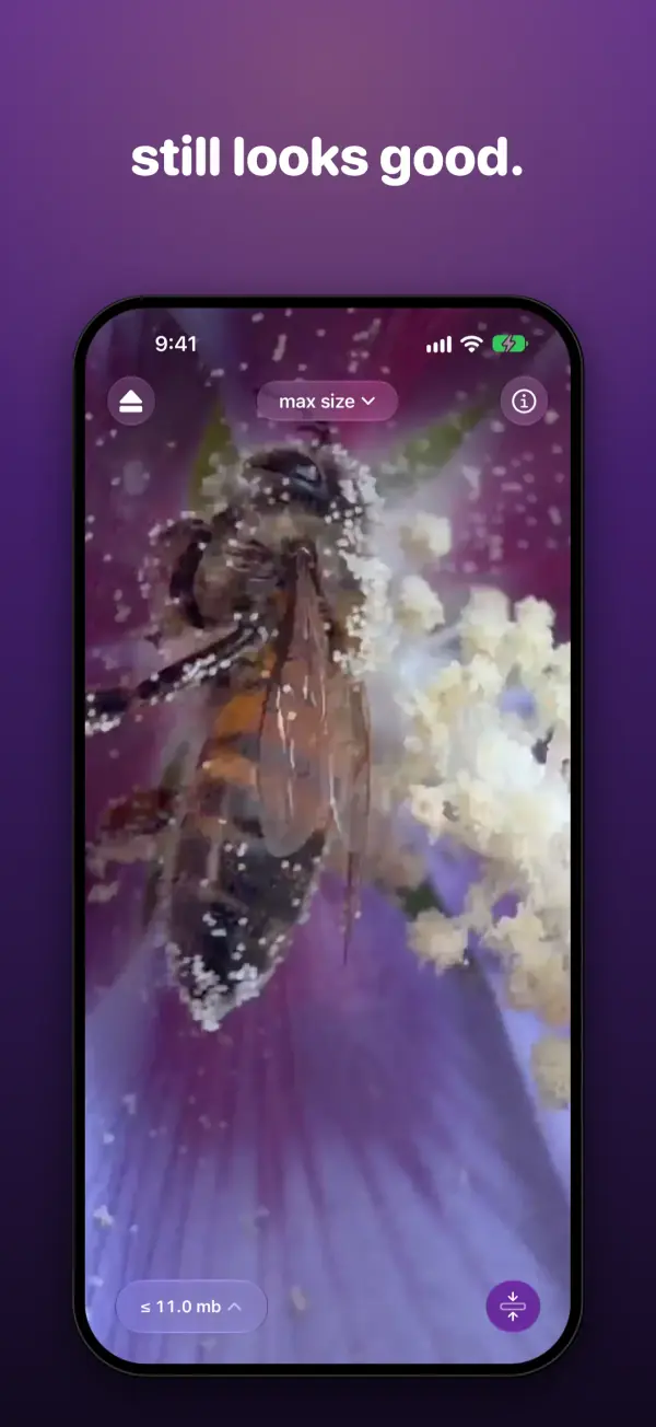 a close-up of a bee covered in pollen, still sharp after compressing to 11.2 mb.