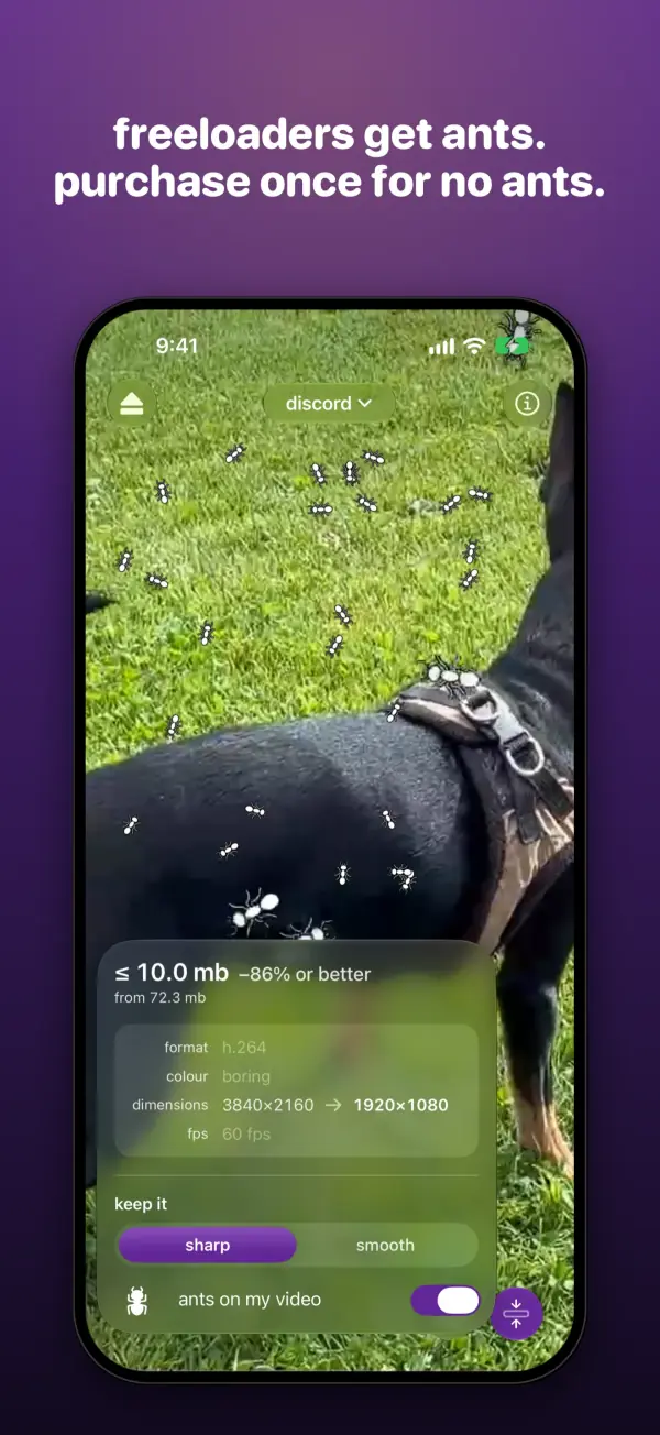a dog on the grass with two little ants walking across the video, and the ants on my video switch turned on.